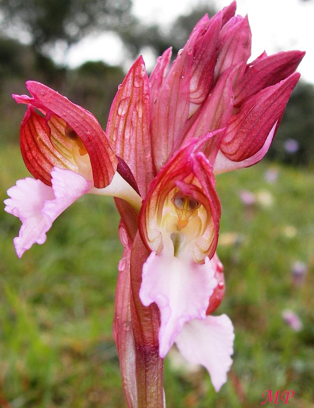 Orchidee dal Parco Naturale Regionale dei Monti Lucretili